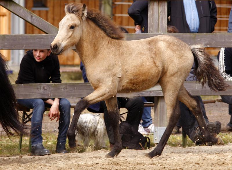 Diva von Heidmoor h.jpg